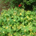 Hypericum androseanum 'Gladys Brabazon' P9